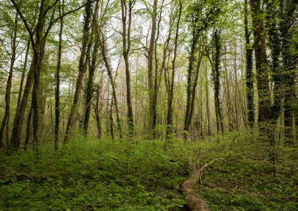 BEDES | predaj lesného porastu, 6435 m2, k. ú. Pravenec